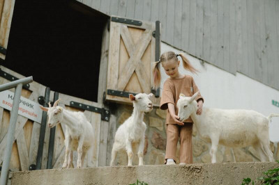 Leche maternizada para corderos, ¿cuál elegir? 